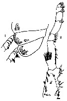 Espèce Spinocalanus horridus - Planche 8 de figures morphologiques