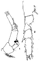 Espèce Euchirella similis - Planche 6 de figures morphologiques