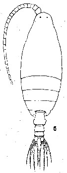 Espèce Pseudochirella spectabilis - Planche 9 de figures morphologiques