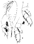 Espèce Valdiviella minor - Planche 4 de figures morphologiques