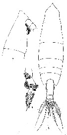 Espèce Onchocalanus subcristatus - Planche 1 de figures morphologiques