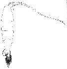 Espèce Gaussia princeps - Planche 10 de figures morphologiques