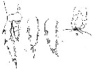 Espèce Gaussia princeps - Planche 12 de figures morphologiques