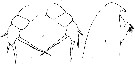 Espce Lophothrix similis - Planche 1 de figures morphologiques