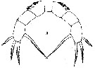 Espèce Lophothrix quadrispinosa - Planche 4 de figures morphologiques