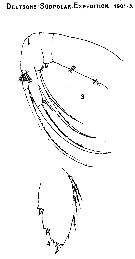 Species Paraheterorhabdus (Paraheterorhabdus) farrani - Plate 7 of morphological figures