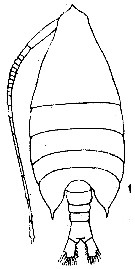 Species Arietellus minor - Plate 1 of morphological figures