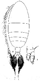 Espèce Euaugaptilus gibbus - Planche 5 de figures morphologiques
