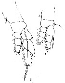 Espèce Euaugaptilus facilis - Planche 8 de figures morphologiques