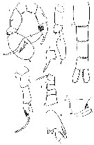 Espèce Pseudodiaptomus gracilis - Planche 2 de figures morphologiques