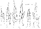 Espèce Calanus agulhensis - Planche 6 de figures morphologiques