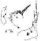 Espèce Temorites similis - Planche 4 de figures morphologiques