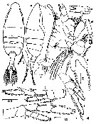 Espèce Paraugaptilus buchani - Planche 4 de figures morphologiques
