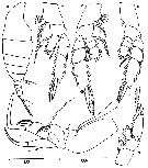Species Chiridiella brooksi - Plate 3 of morphological figures