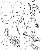 Species Chiridiella bichela - Plate 2 of morphological figures