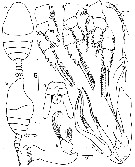 Species Chiridiella bichela - Plate 3 of morphological figures