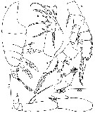Species Chiridiella chainae - Plate 2 of morphological figures