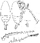 Species Amallothrix dentipes - Plate 11 of morphological figures