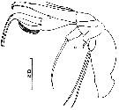 Espèce Chiridiella macrodactyla - Planche 4 de figures morphologiques