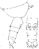 Espèce Amallothrix dentipes - Planche 12 de figures morphologiques
