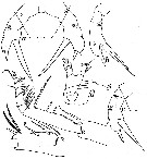 Espèce Amallothrix dentipes - Planche 14 de figures morphologiques