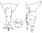 Espèce Calanus simillimus - Planche 8 de figures morphologiques