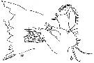 Espèce Calanus simillimus - Planche 10 de figures morphologiques