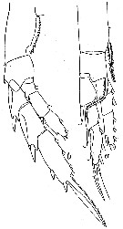 Espèce Calanus simillimus - Planche 12 de figures morphologiques
