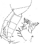 Espèce Calanus simillimus - Planche 15 de figures morphologiques