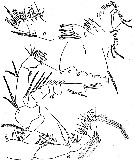 Espèce Calanus simillimus - Planche 16 de figures morphologiques