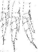 Espèce Calanus propinquus - Planche 9 de figures morphologiques