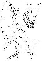 Espèce Calanoides acutus - Planche 2 de figures morphologiques