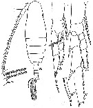 Espèce Calanoides acutus - Planche 9 de figures morphologiques