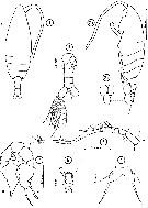 Espèce Paraugaptilus mozambicus - Planche 1 de figures morphologiques