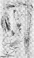 Espèce Oncaea mediterranea - Planche 9 de figures morphologiques