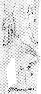 Espèce Paracalanus parvus - Planche 12 de figures morphologiques
