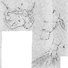 Espèce Acartia (Acartiura) longiremis - Planche 5 de figures morphologiques