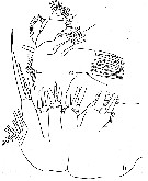 Espèce Farrania frigida - Planche 8 de figures morphologiques