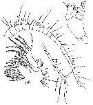 Espèce Euchirella rostromagna - Planche 7 de figures morphologiques