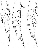 Species Euchirella rostromagna - Plate 9 of morphological figures