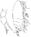 Species Archescolecithrix auropecten - Plate 11 of morphological figures