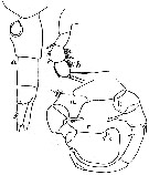 Species Pleuromamma antarctica - Plate 6 of morphological figures
