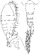 Espèce Paraheterorhabdus (Paraheterorhabdus) farrani - Planche 9 de figures morphologiques