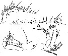 Espèce Paraheterorhabdus (Paraheterorhabdus) farrani - Planche 10 de figures morphologiques