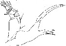 Espèce Paraheterorhabdus (Paraheterorhabdus) farrani - Planche 11 de figures morphologiques