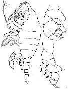 Espèce Paraheterorhabdus (Paraheterorhabdus) farrani - Planche 15 de figures morphologiques