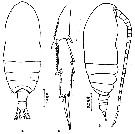 Espèce Acrocalanus gracilis - Planche 5 de figures morphologiques