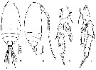 Espèce Acrocalanus monachus - Planche 5 de figures morphologiques