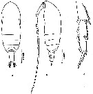 Espèce Acrocalanus longicornis - Planche 9 de figures morphologiques