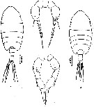 Species Metacalanus aurivilli - Plate 3 of morphological figures